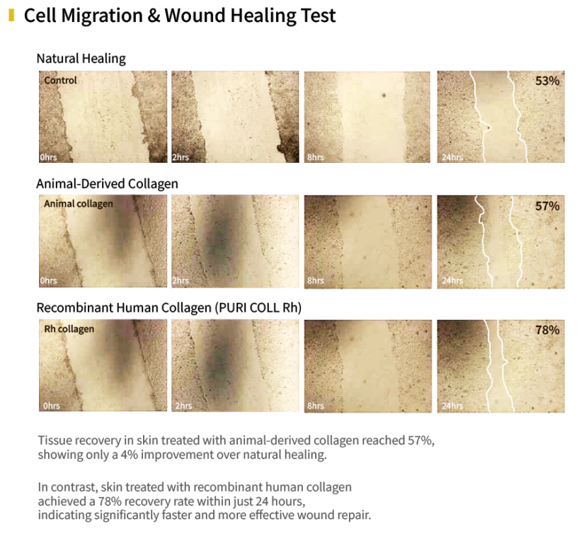 PURI COLL Rh – Recombinant Human Collagen Booster
